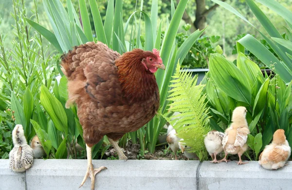 Chicken family on green lawn