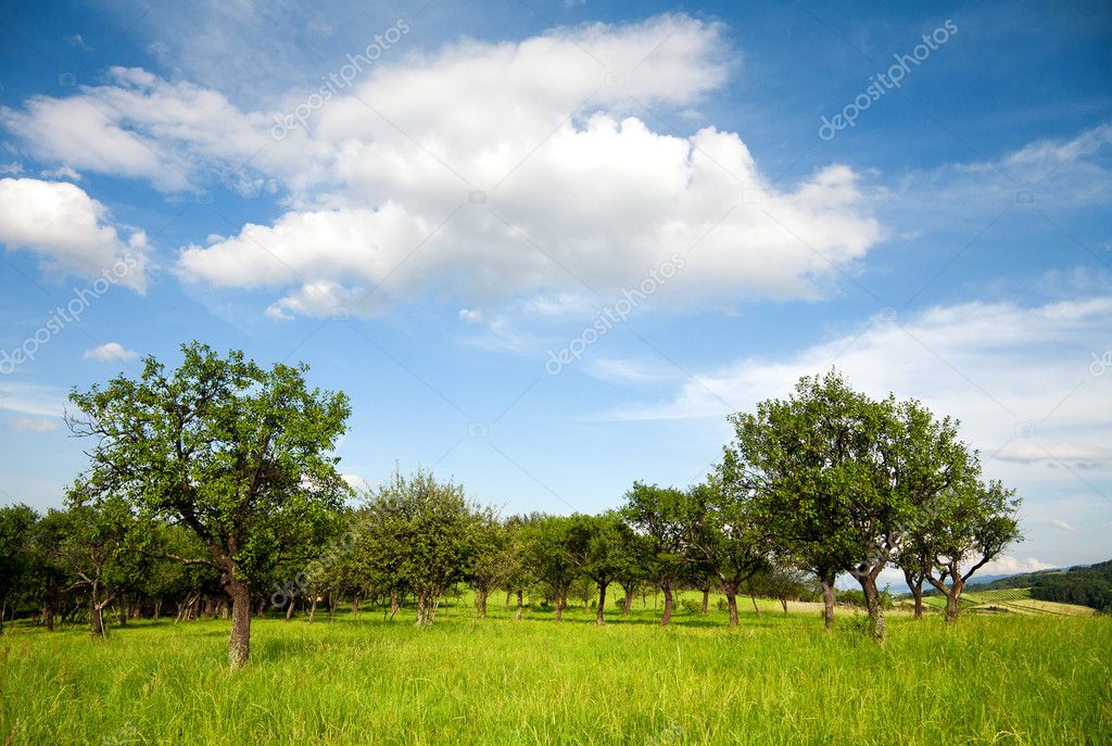绿色夏天风景– 图库图片