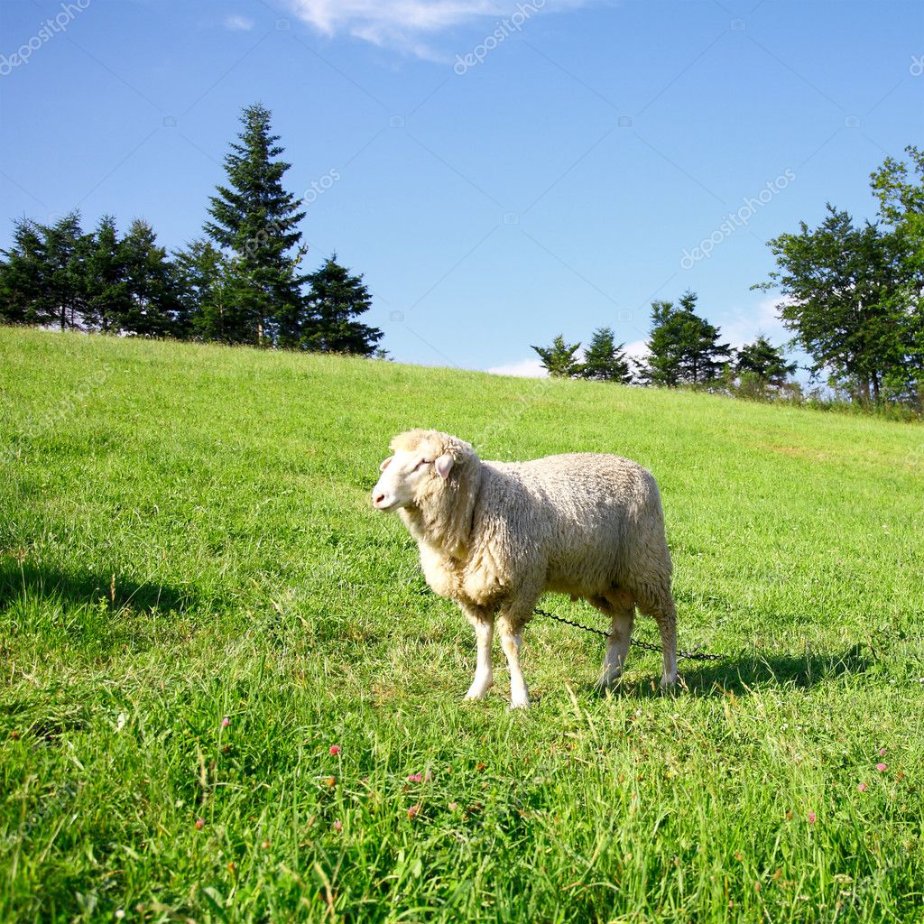 One Sheep