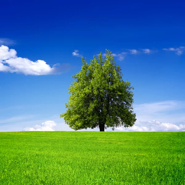 Tree on green field