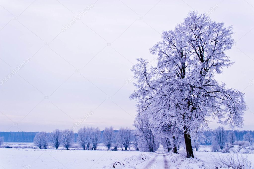 blue sky winter