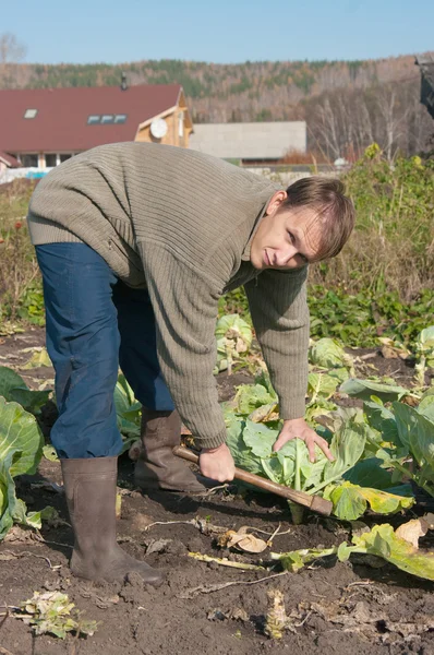 Cabbage Harvesting