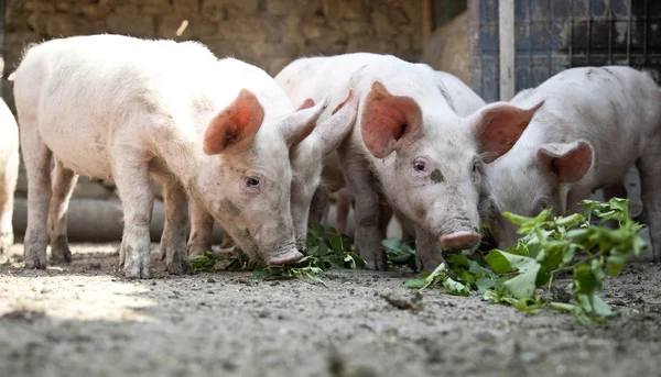 Ukrainian farm pigs