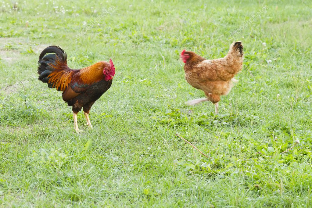Roosters And Hens