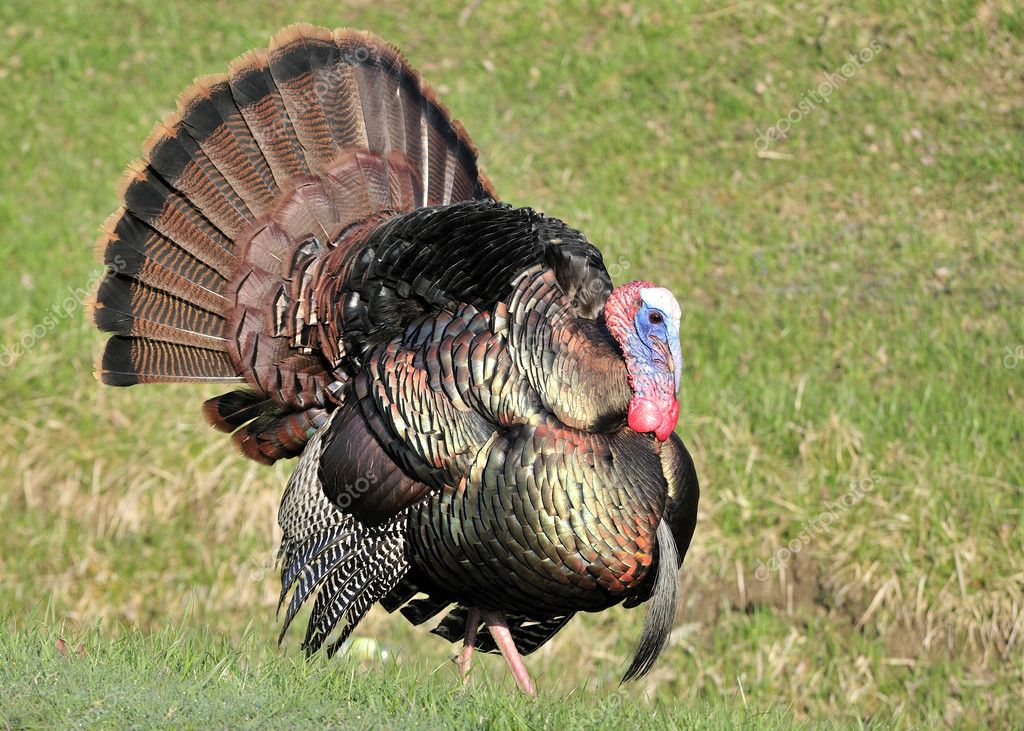 Wild Turkeys Strutting