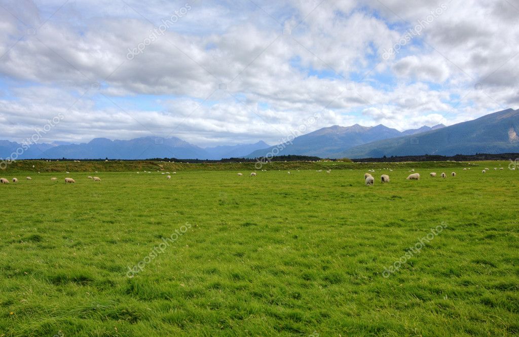 Grassy meadow background ??? Stock Photo ?? cmeder 3365612