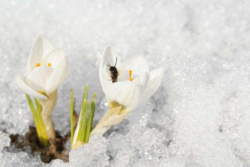 Bee In Snow