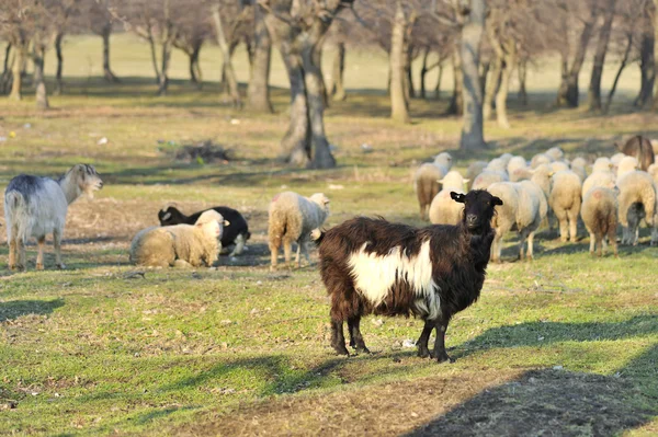 Goat and sheep on field in spring time