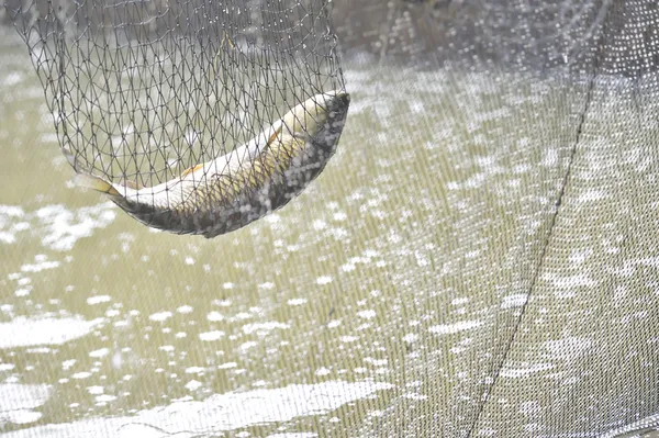 fishing nets full of fish. Stock Photo: Fish in a fishing