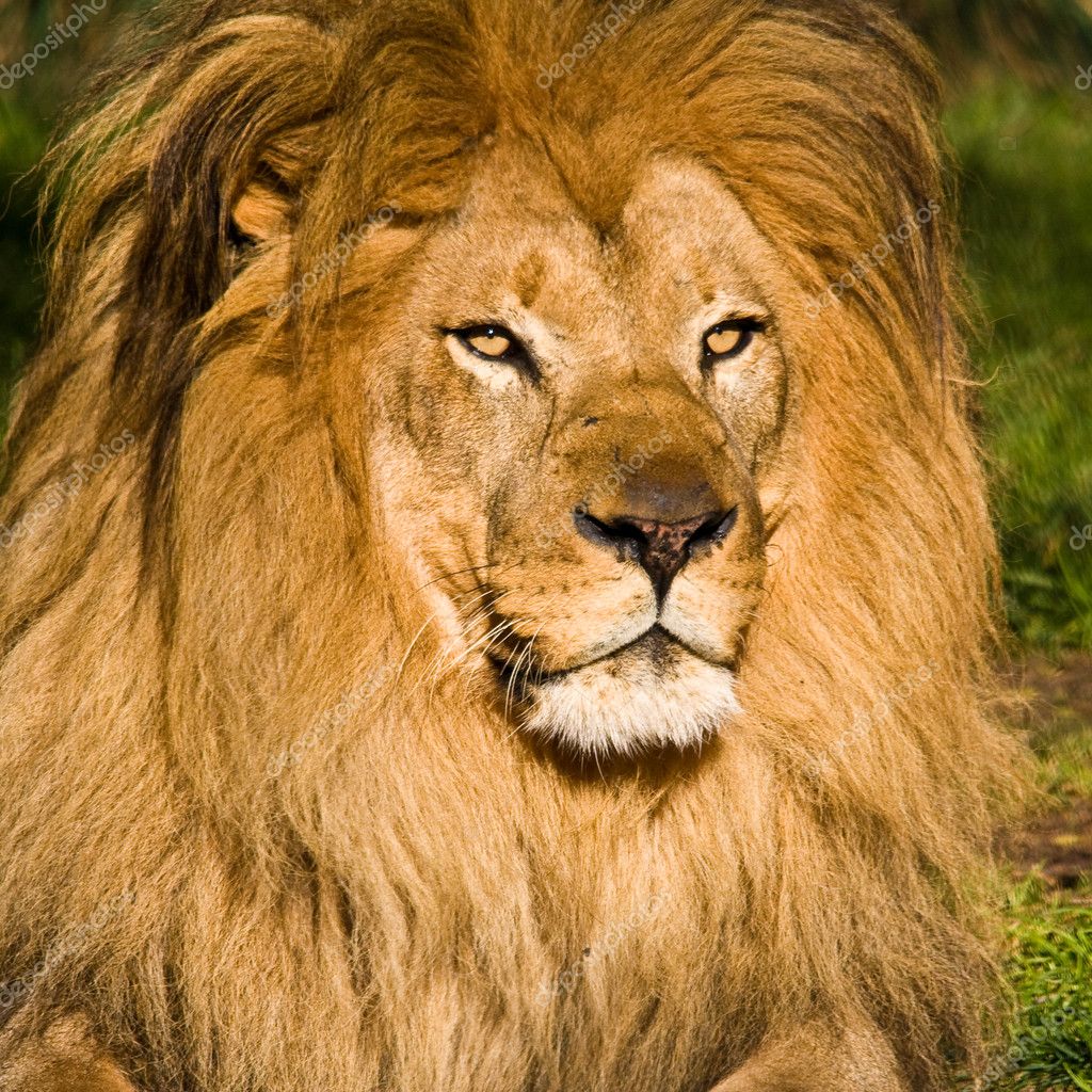 Lion Male Picture