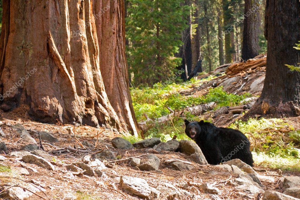 Black Bear in Redwood Forest — Stock Photo © nstanev #3408040