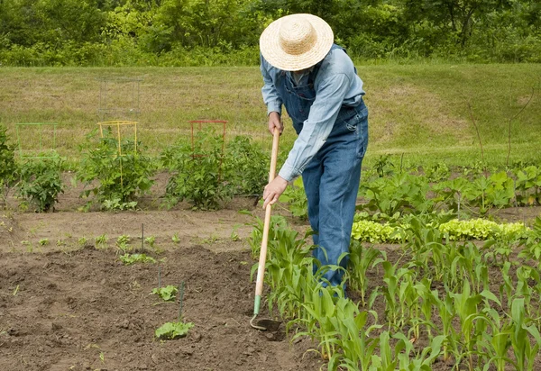 Man working in his garden