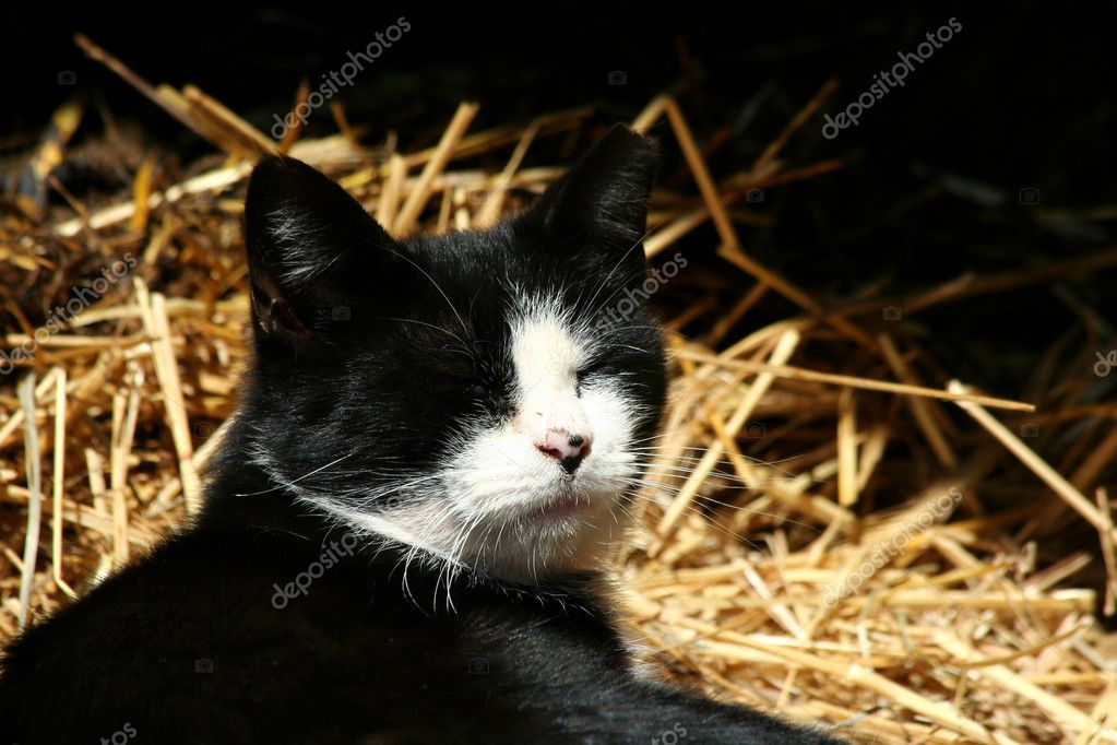 Black and white barn cat — Stock Photo © njnightsky 3714363