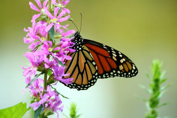 Feeding Monarch Butterfly Stock Photo Njnightsky