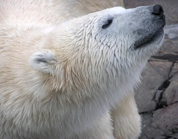 Wet polar bear close-up portrait