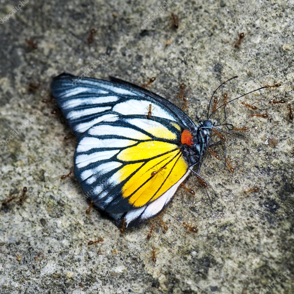 Dead butterfly — Stock Photo © szefei 3762359