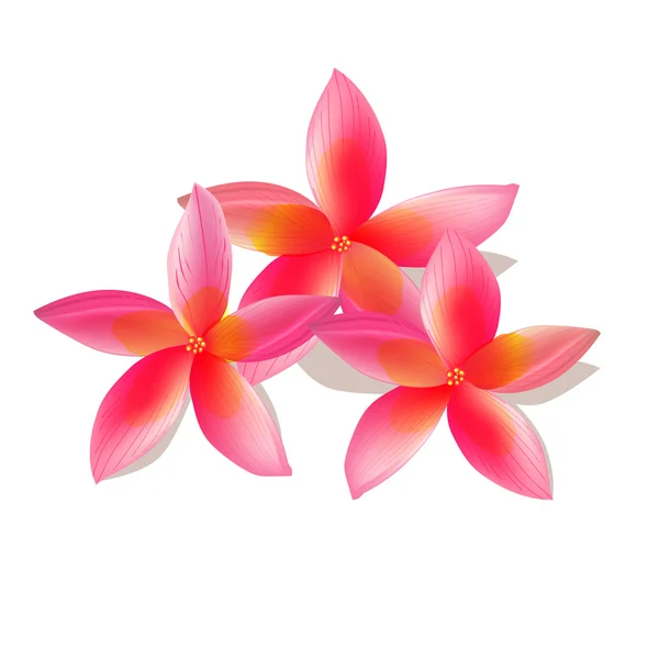 plumeria illustration