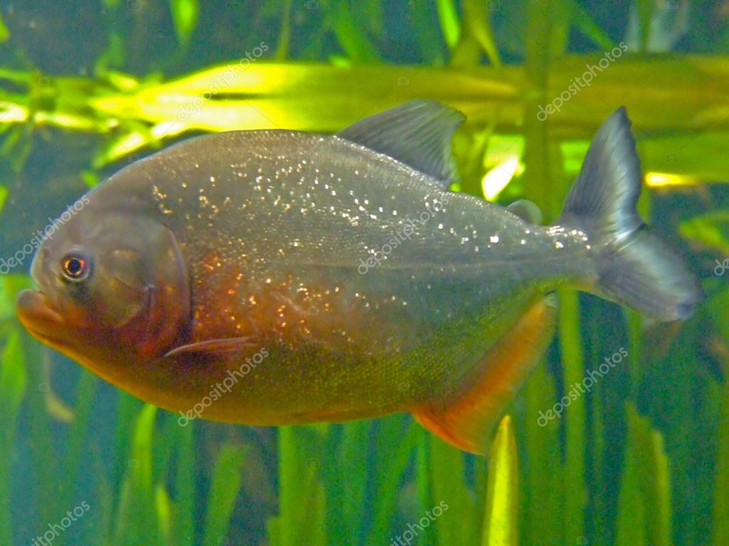 deadly fish piranha