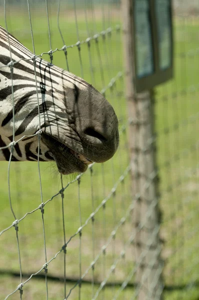 Zebra with mouth through fence