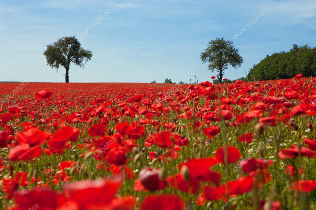 Poppies Blue Sky