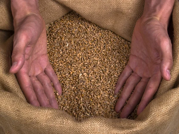 Wheat grain man hands