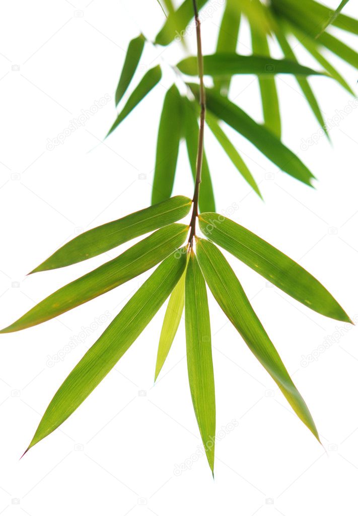 bambus blätter