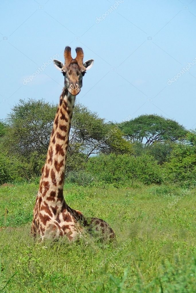 African Savanna Giraffe