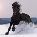 Friesian horse - Stock Photo