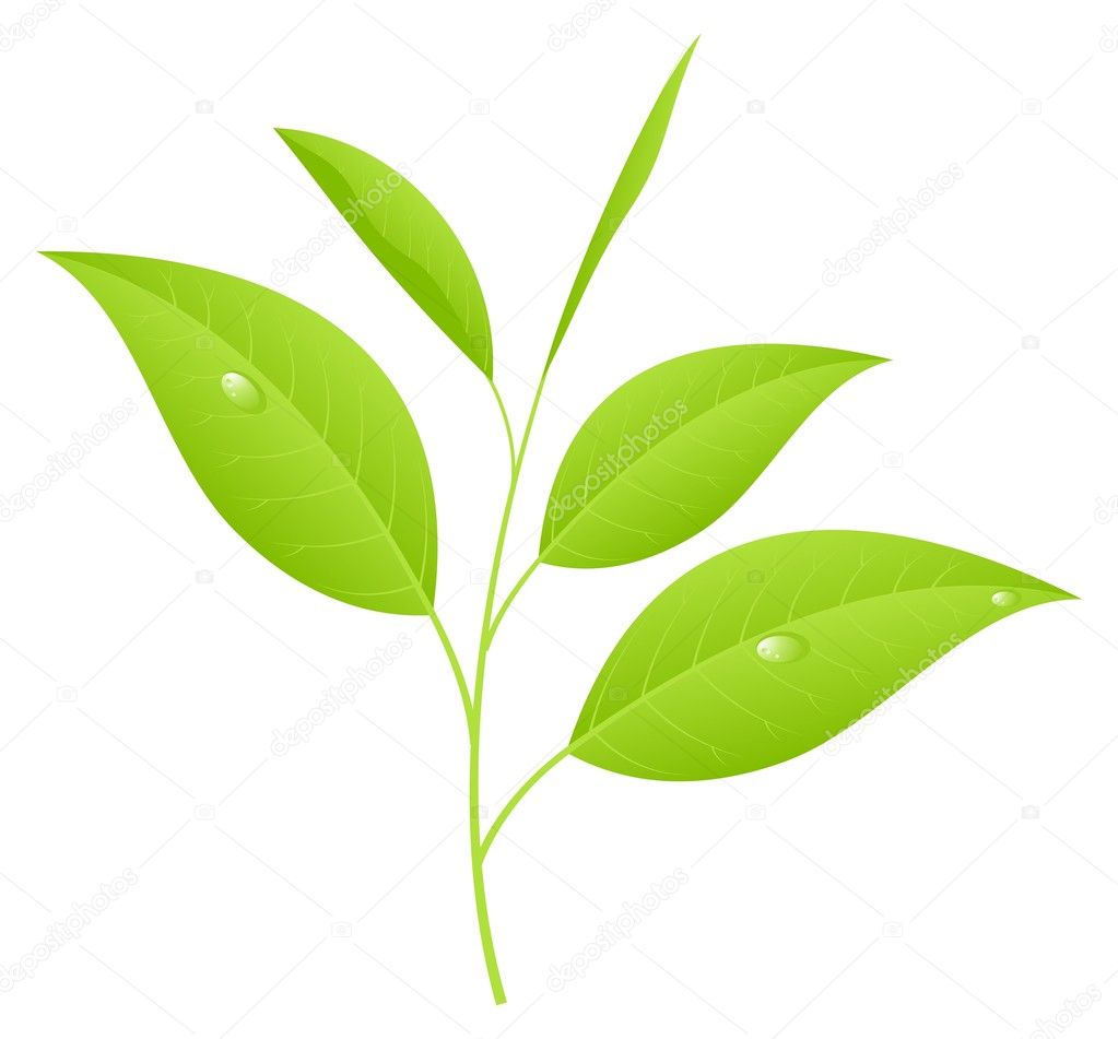 vector tea leaves