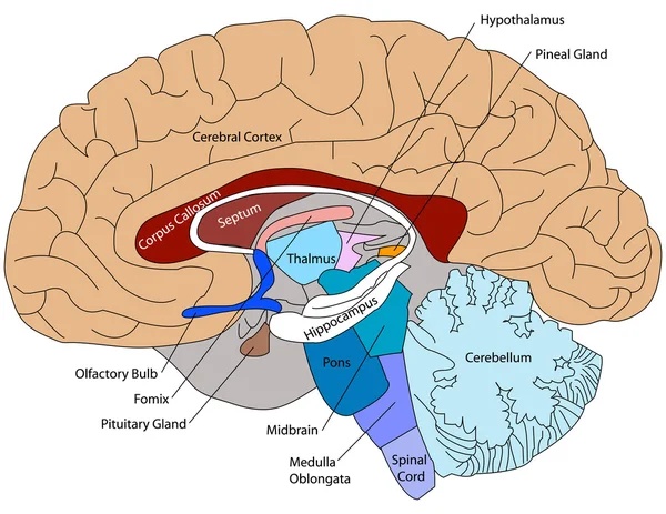 human brain diagram. Diagram of a Human Brain