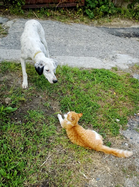 Dog and kitty