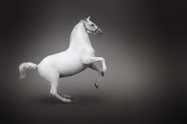 White horse rearing side view isolated