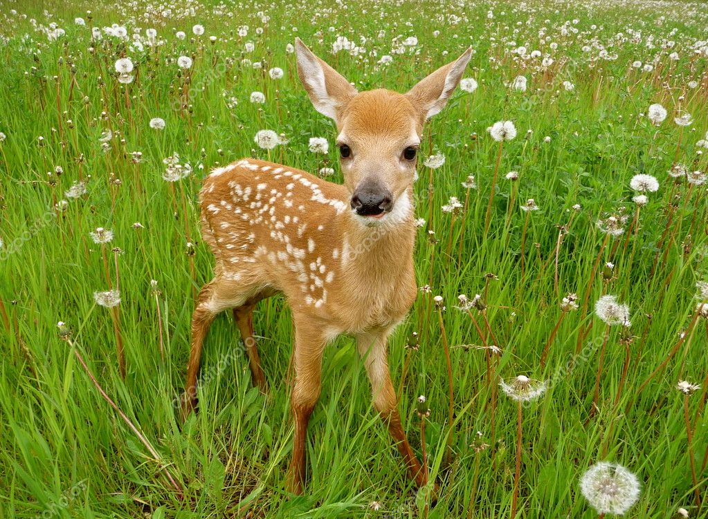 Little Baby Deer
