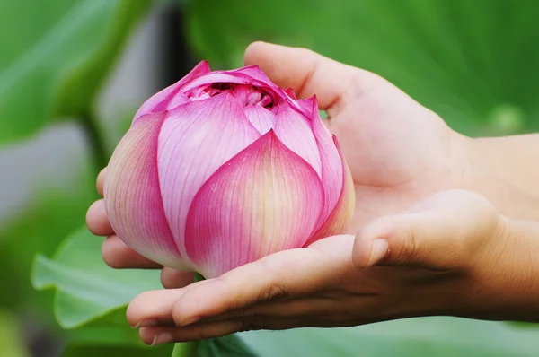 Elegant Lotus flower in hand