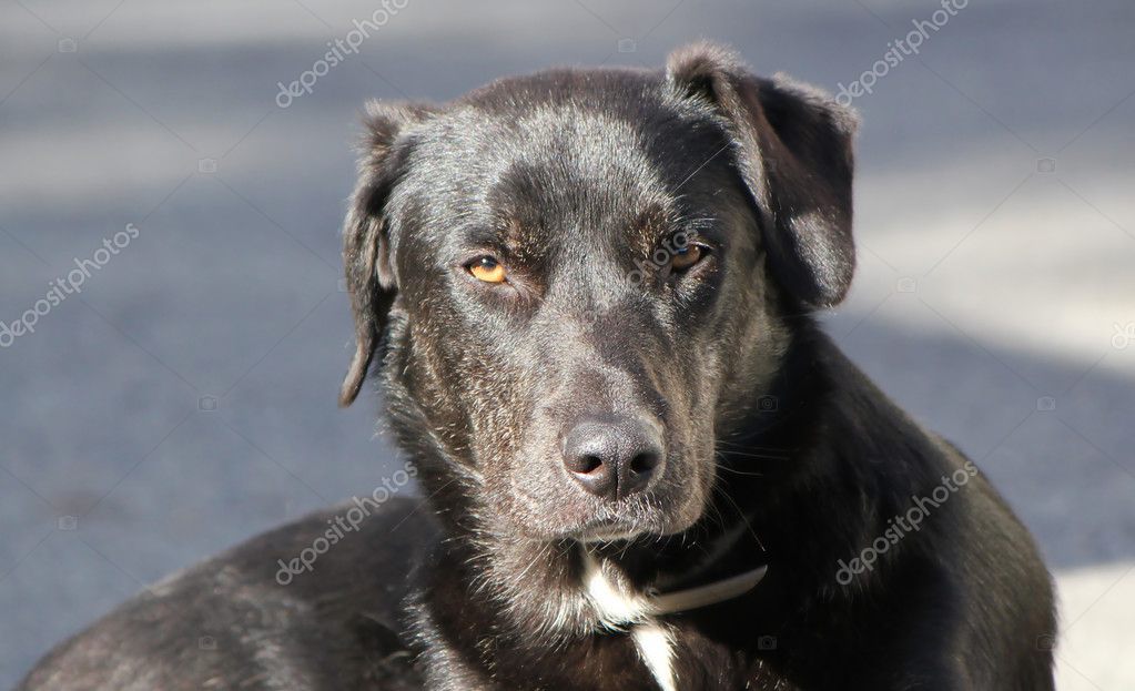 Black Labrador Head