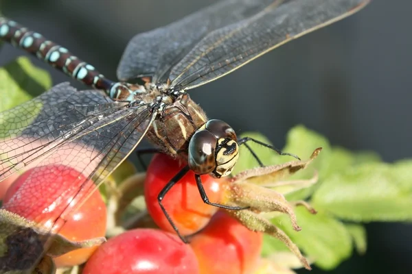 Dragonfly on hip, close up