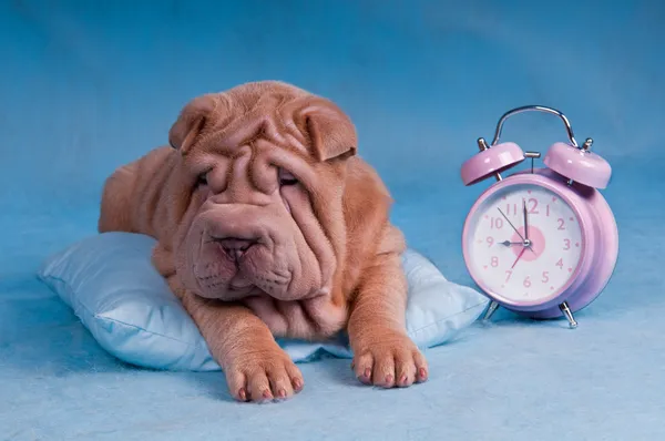 Sleepy Shar-Pei with Alarm Clock