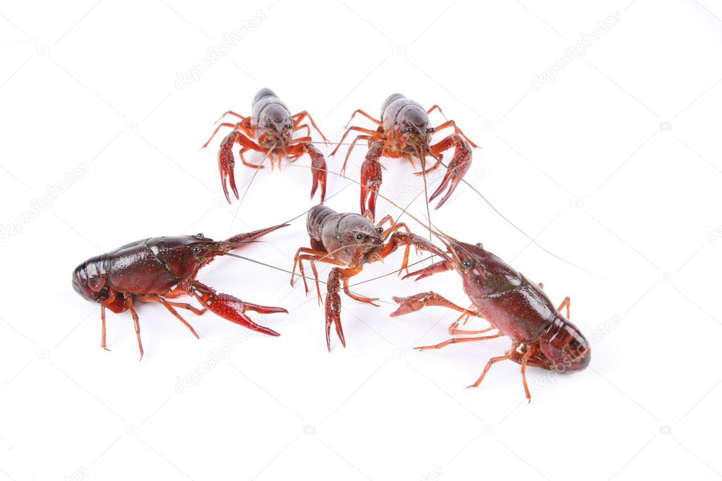 fighting crawfish