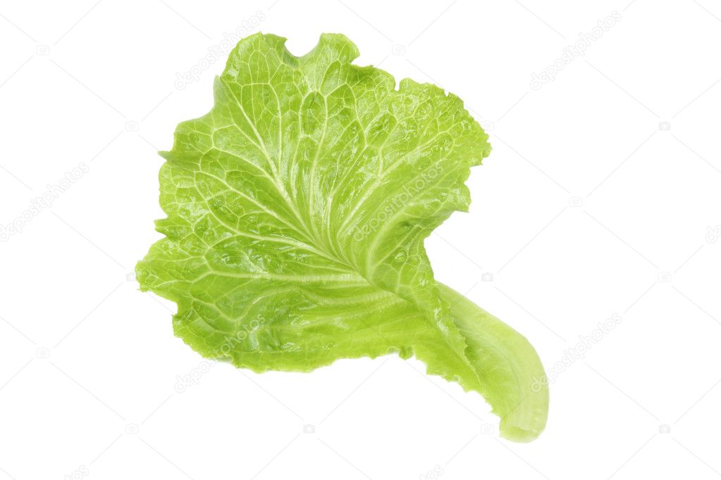 Lettuce Leaf Vector