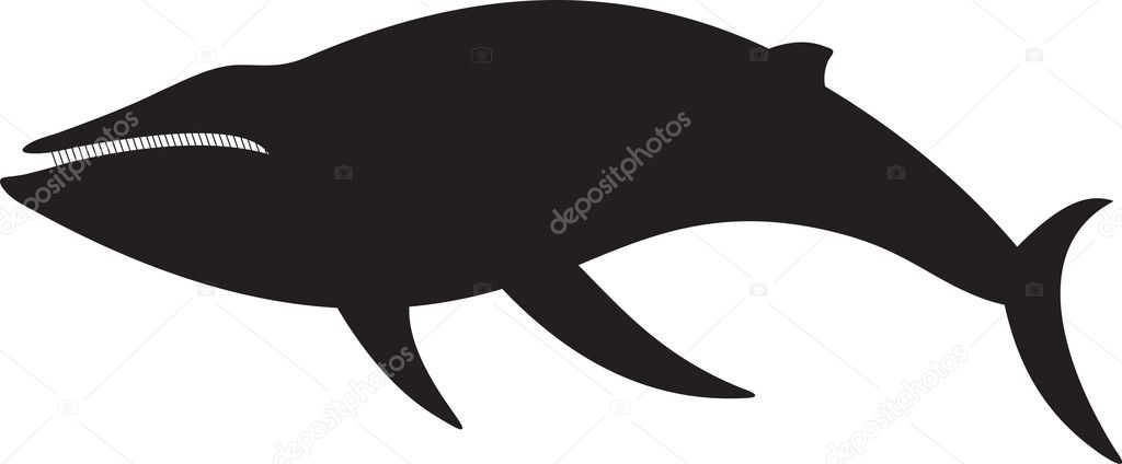 Whale Vector