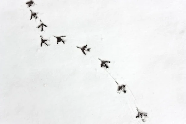 Bird steps on the snow