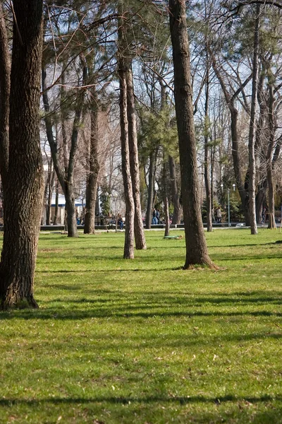 City park in spring