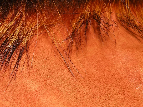 Orange leather and fur