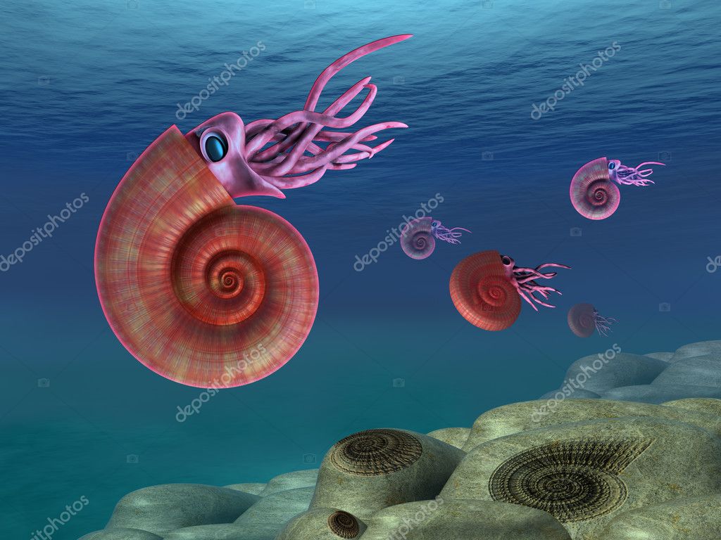 Ammonite Illustration