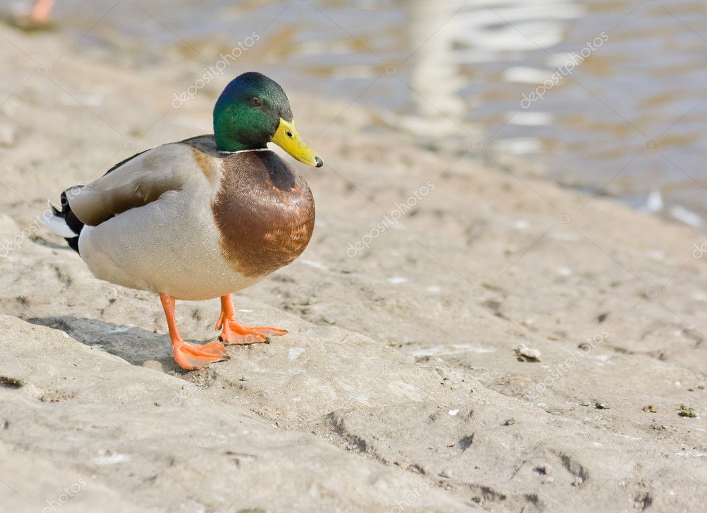 Mallard Duck Standing