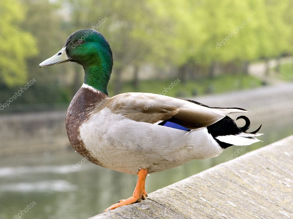 Mallard Duck Standing