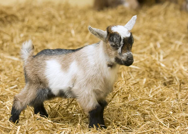 A baby goat standing on straw bedding in an indoor animal pen