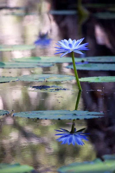 Mangrove water with Lotus flowers
