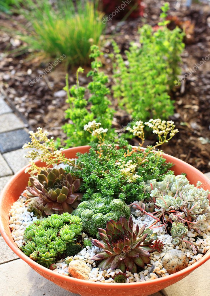 Small Rock Garden