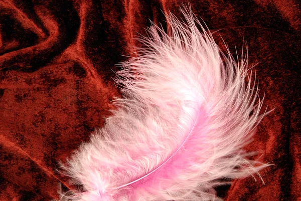 Pink feather on velvet